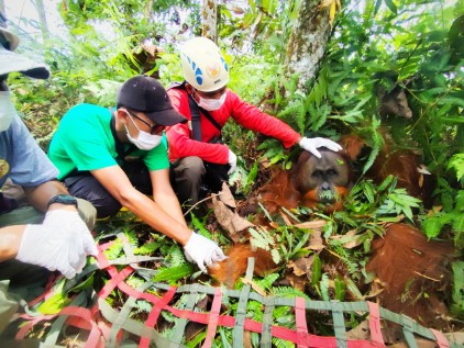 BBKSDA Sumut Berhasil Evakuasi Orangutan dari Area Perladangan Ke Taman Nasional Gunung Leuser