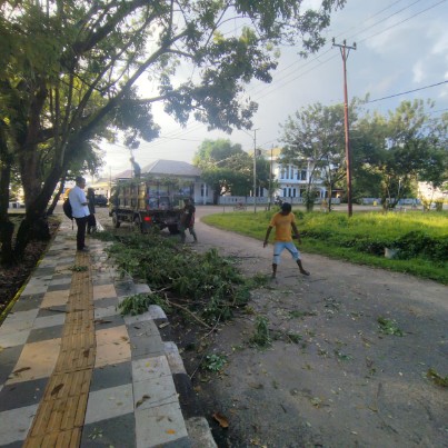 DLH Taliabu Menata Pohon di Kawasan Kota