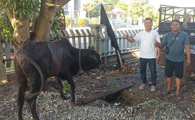 BNCT dan Bea Cukai Belawan Kolaborasi Salurkan Hewan Qurban Untuk Masyarakat di Belawan