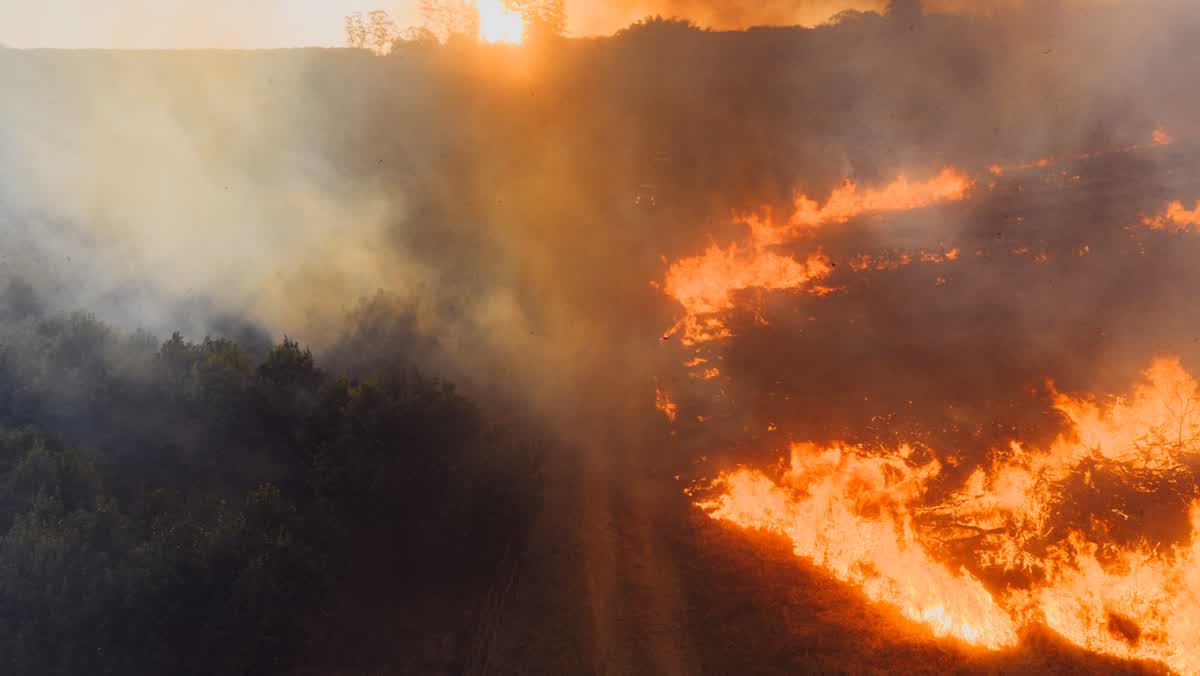 Hutan Terbakar, Uang Terus Mengalir : TuK INDONESIA Desak Reformasi Pembiayaan di COP17 CBD