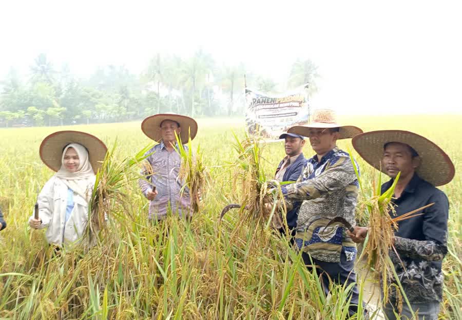Panen Perdana Penangkaran Benih Padi di Gampong Cinta Raja